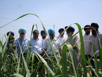 विस्तार और प्रशिक्षण