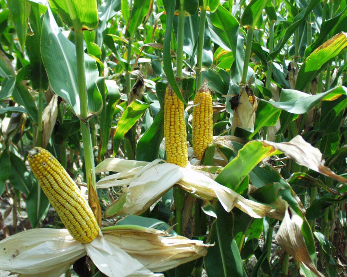Cash Crops (Maize) maize seeds