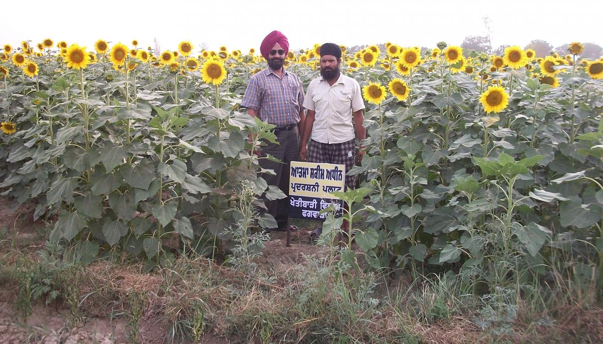 तिलहन छवि